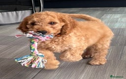 Cockapoo dogs for sale: READY NOW 1 Male F2 Cockapoo puppy - Image 1