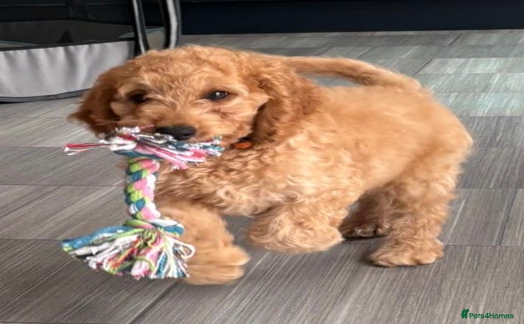 Cockapoo dogs - Advert 2