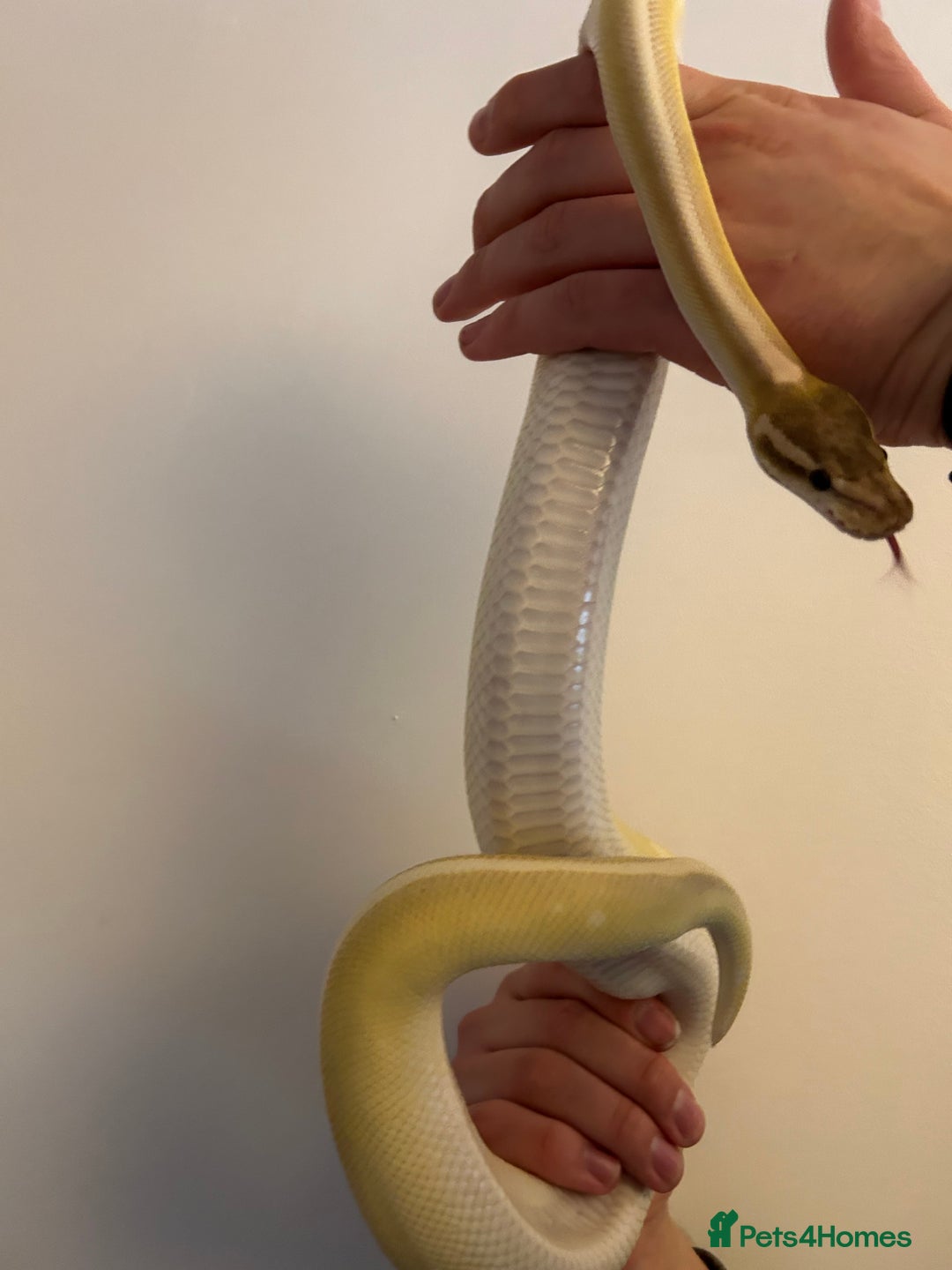 Python Snake reptiles for sale: Crystal Ball Python CB20 - Image 4