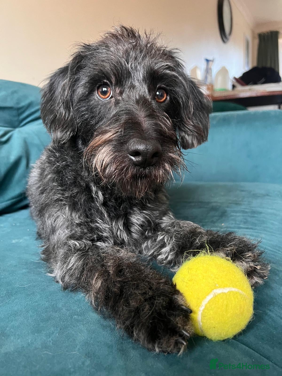 Mixed Breed dogs Calvin, 5 year old sweet boy looking for new home - Advert 14