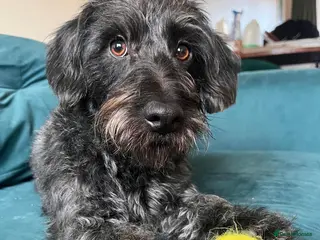 Mixed Breed dogs Calvin, 5 year old sweet boy looking for new home - Advert 14