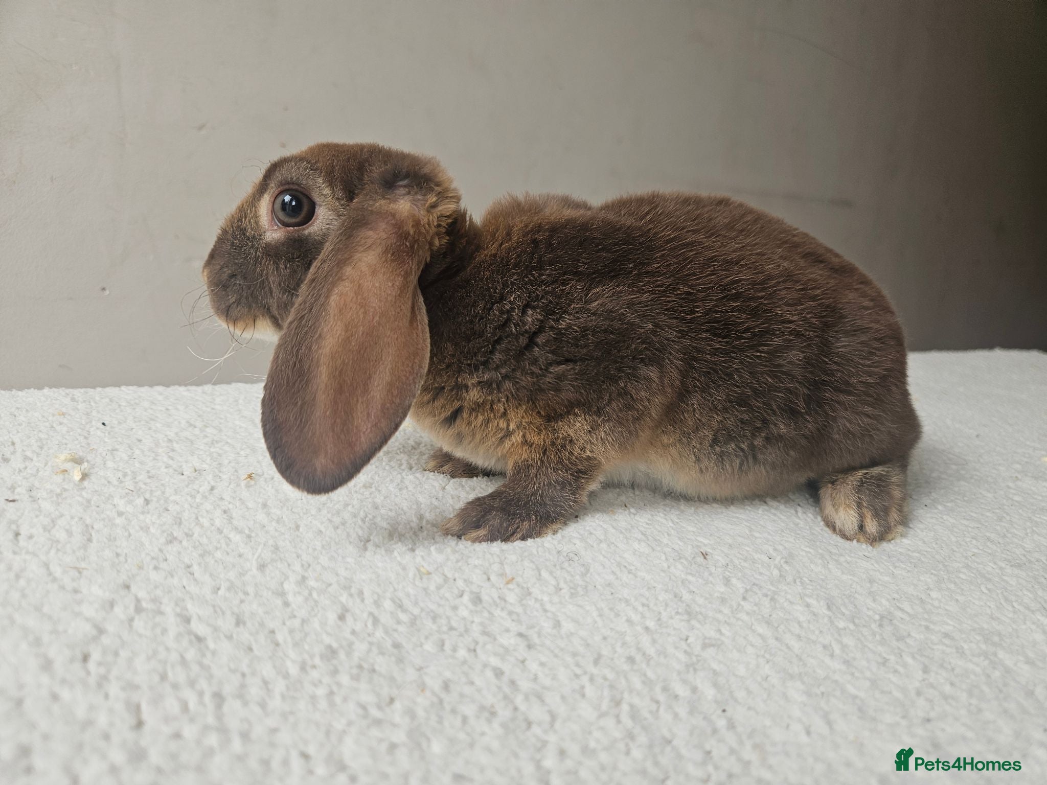 Rex rabbits Mini rex x Chocolate Otter - Advert 1