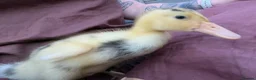 Ducks poultry for sale: 🦆🦆Ducklings for sale 🦆🦆 in Wigston - Advert 10