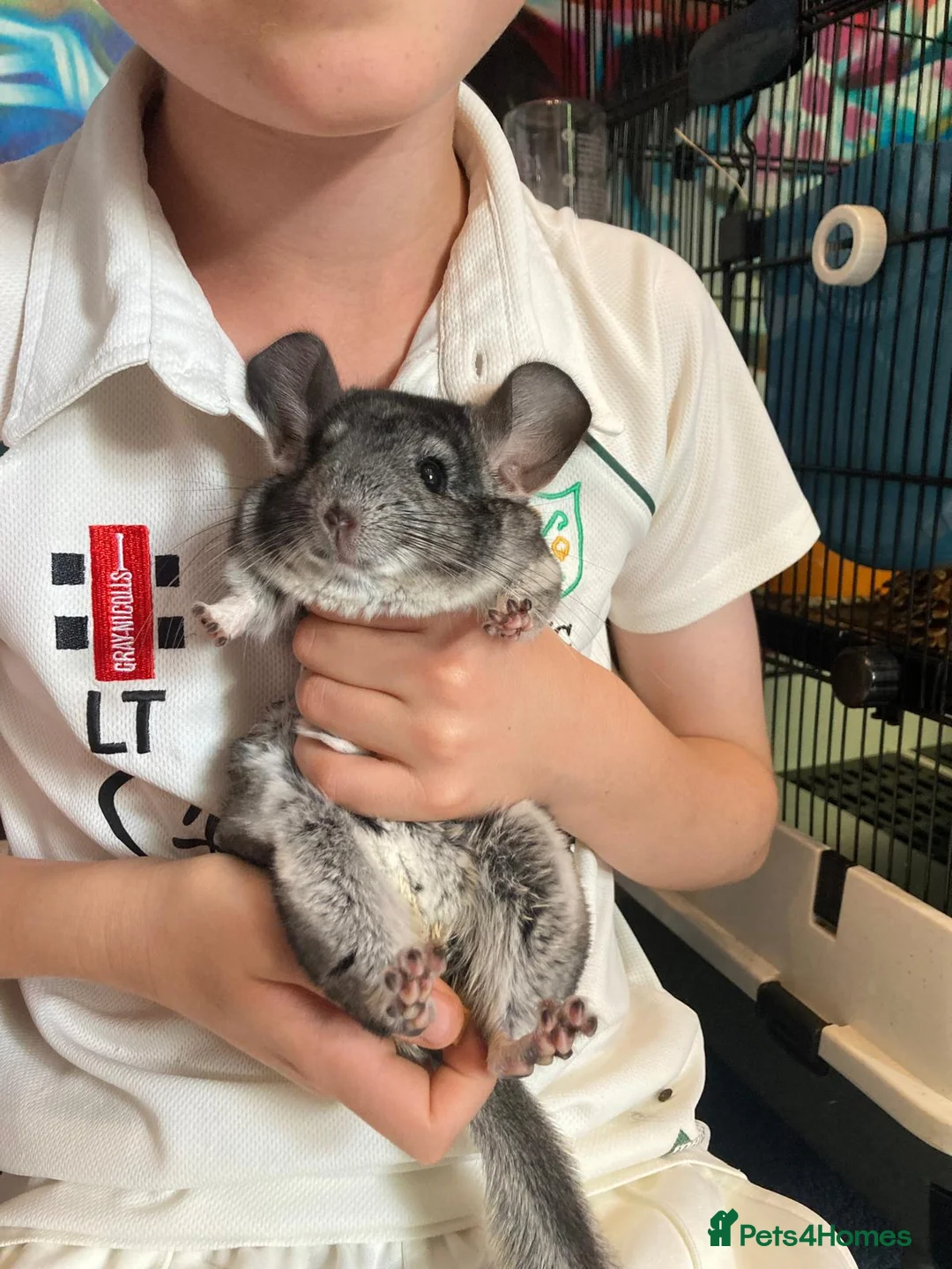 Chinchilla rodents for sale: Two 3yo sister chinchillas for sale in London - Advert 14