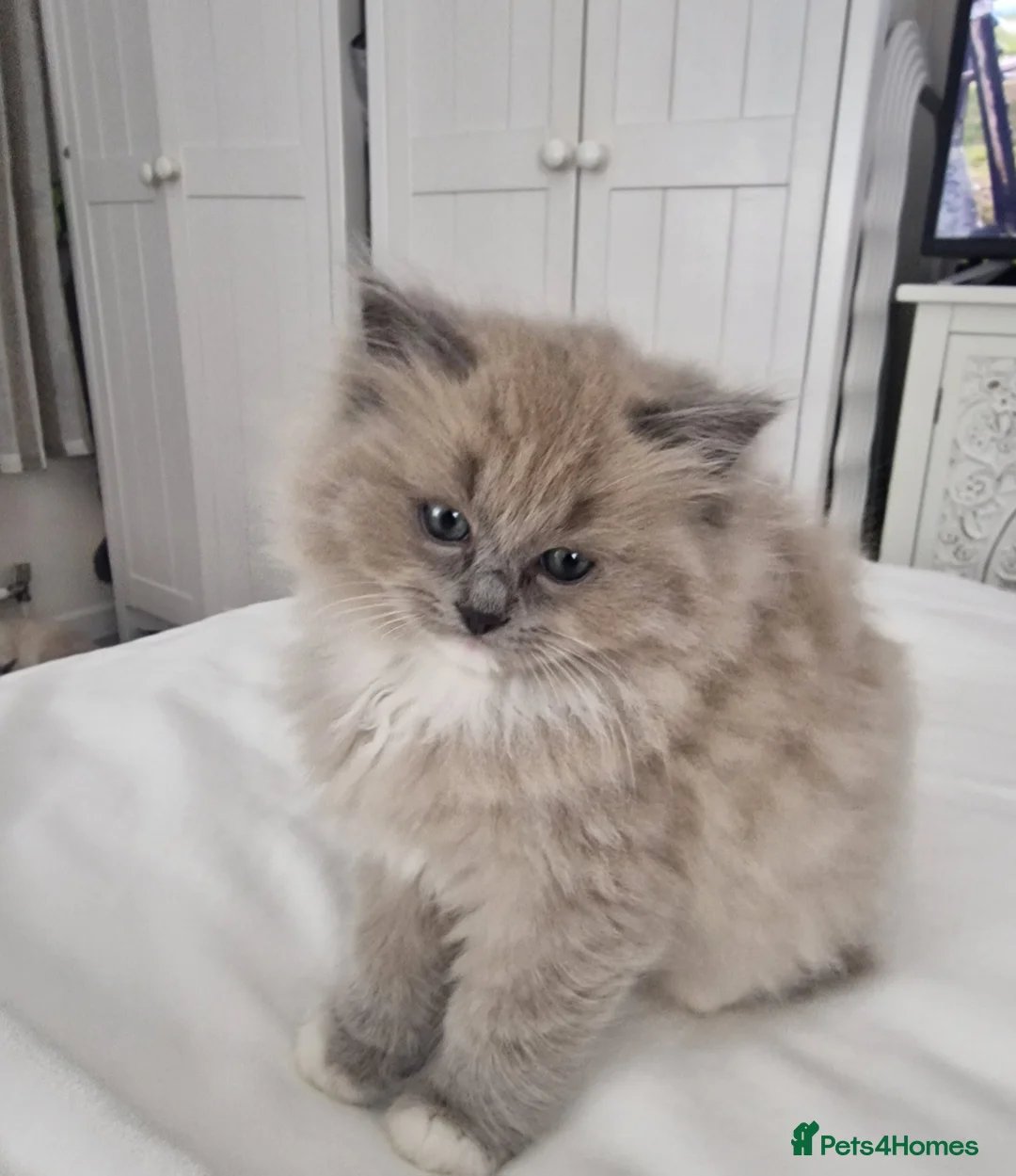 Ragdoll cats for sale: Mink ragdoll babies  - Advert 9