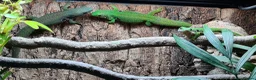 Gecko reptiles for sale: Baby Peacock geckos  - Advert 8