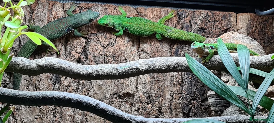 Gecko reptiles for sale: Baby Peacock geckos  - Advert 8