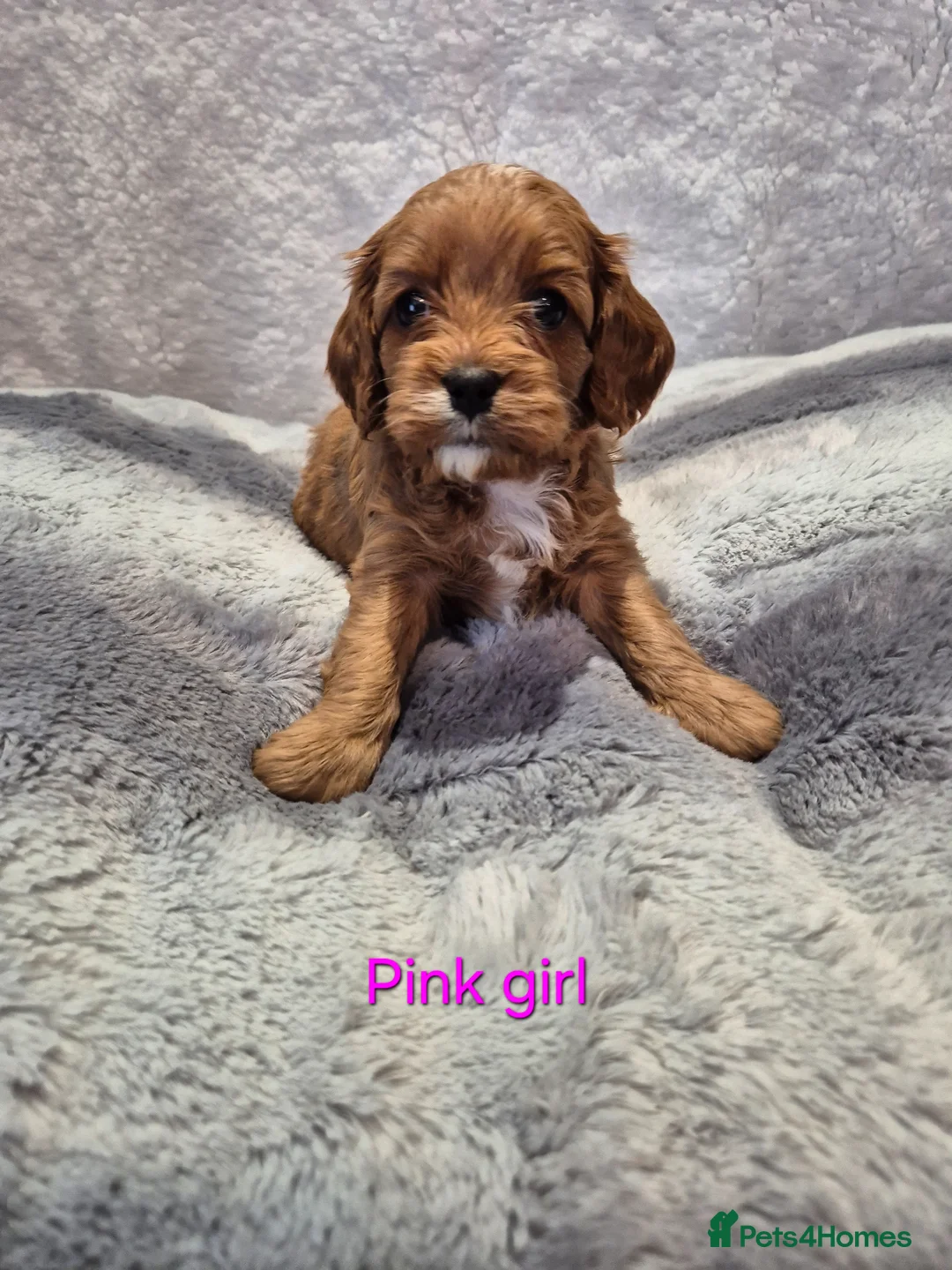 Cavapoo dogs for sale: Beautiful F1 Cavapoo puppies - Advert 2