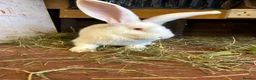 Mixed Breed rabbits for sale: Continental Giant baby bunnie in Wallingford - Advert 5