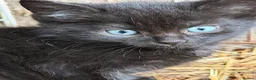 Mixed Breed cats for sale: Kittens for sale  - Advert 2