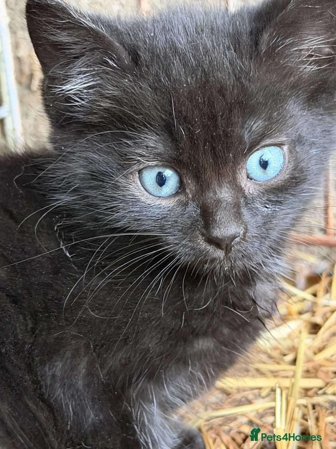 Mixed Breed cats for sale: Kittens for sale  - Advert 2