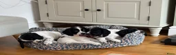 Cocker Spaniel dogs for sale: Working cocker spaniel puppies, Penylan, Cardiff  - Advert 6