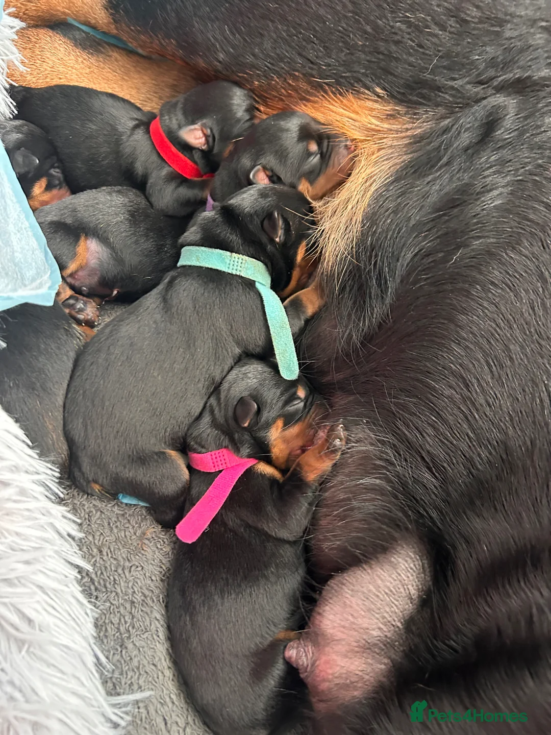Rottweiler dogs for sale: Pure breed Rottweiler puppies for sale in Witham - Advert 2