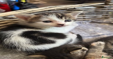 Mixed Breed cats - Advert 2