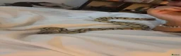 Snake reptiles for sale: royal ball python female  in Kettering - Advert 3