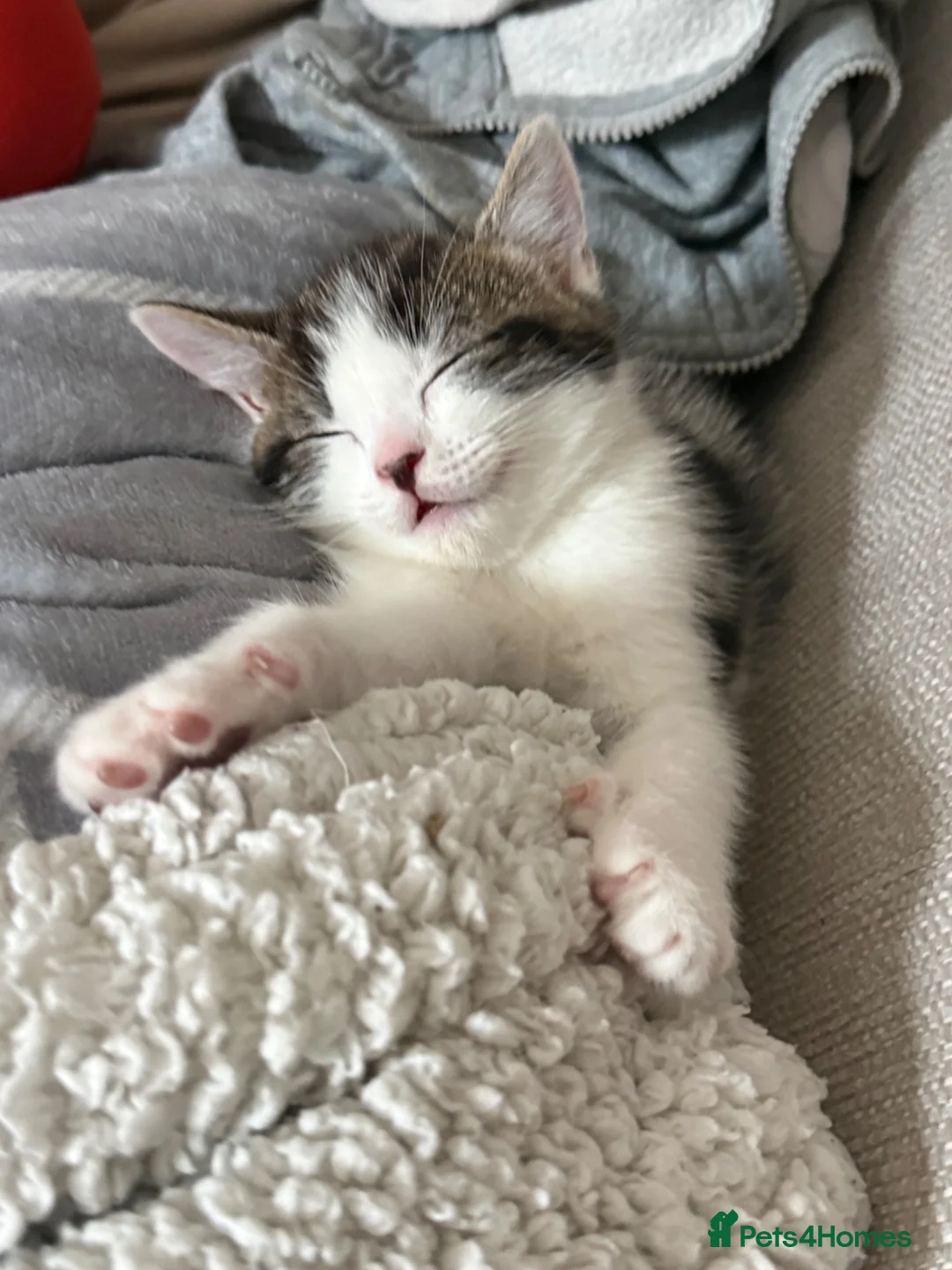 Domestic Shorthair cats for sale: Gorgeous Male Kitten in Bristol - Advert 7