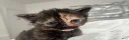Mixed Breed cats for sale: 4 kittens, 2 boys 2 girls  - Advert 15