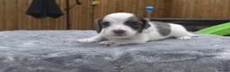 Miniature Dachshund dogs for sale: Long haired miniature dachshund  - Advert 14