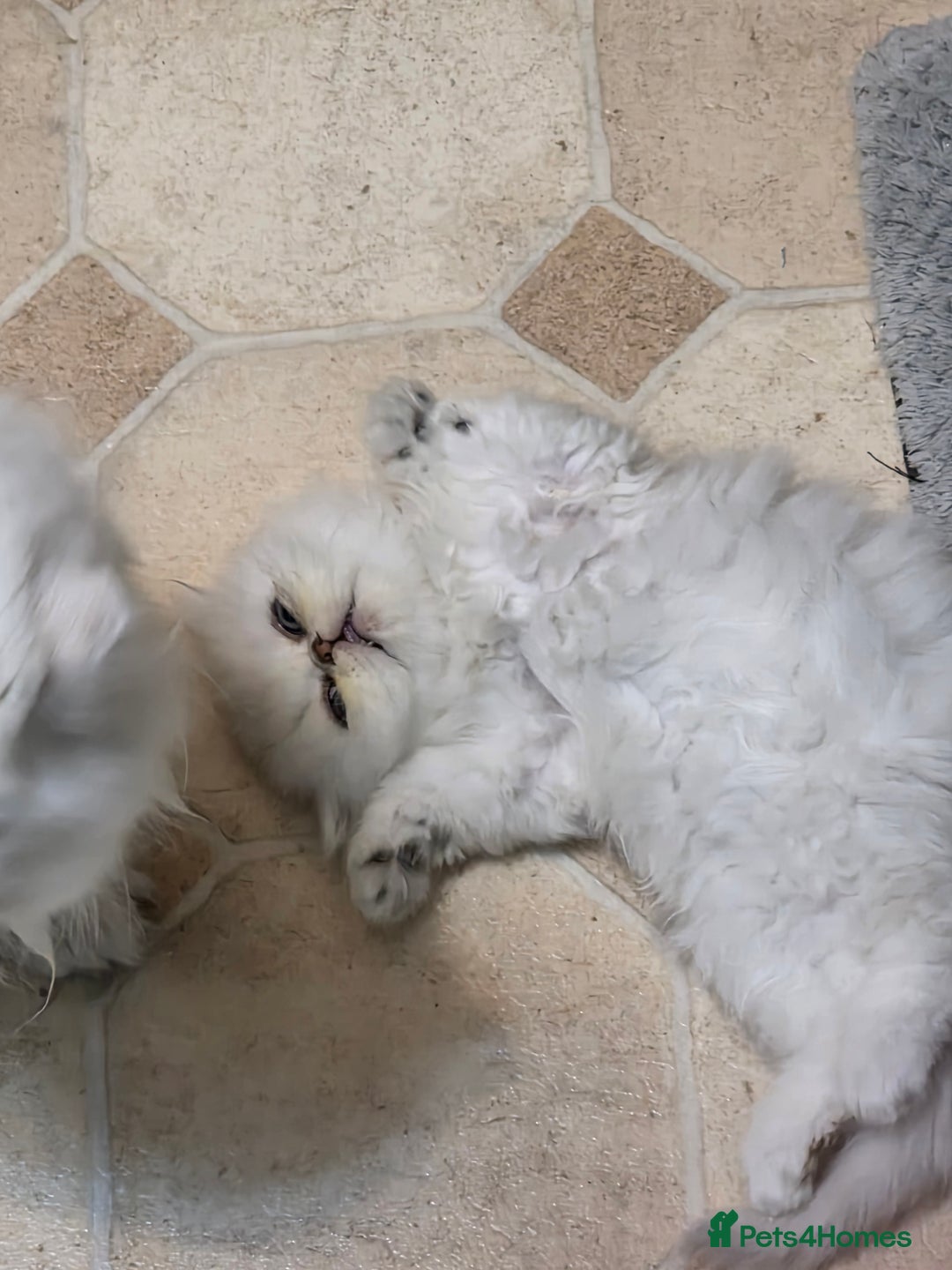 Persian cats for sale: Pedigree Chinchilla Persian  - Advert 7