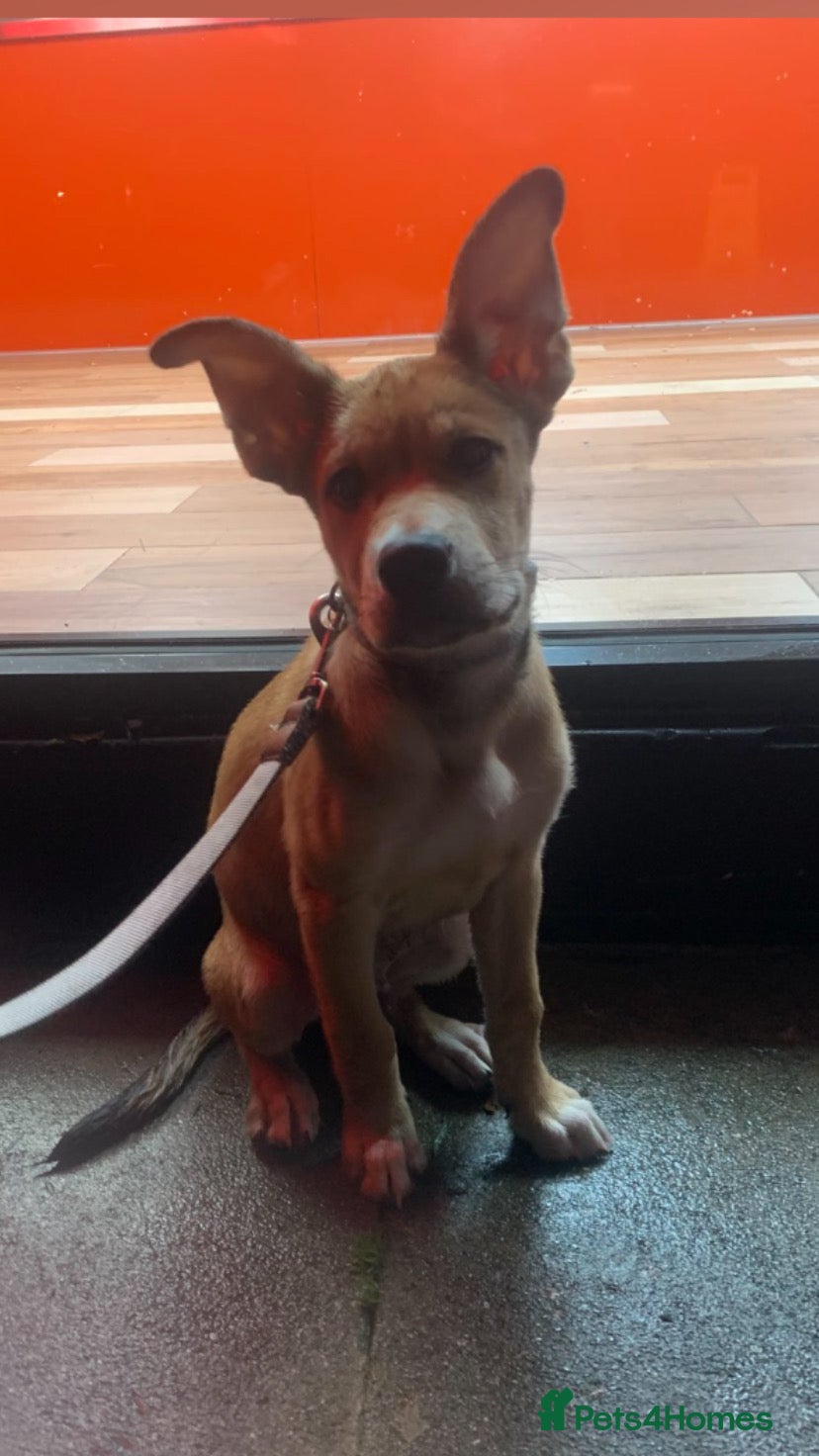 Mixed Breed dogs Murphy  - Advert 9