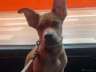 Mixed Breed dogs Murphy - Advert 13