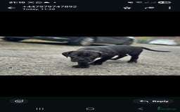 Cane Corso dogs for sale: Last 3 of the 10 cane cane corso puppys left  - Image 4