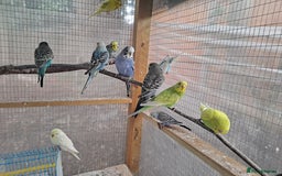 Budgerigars birds for sale: Silly hand tamed baby budgies for sale  - Image 9