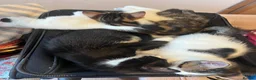 Mixed Breed cats for sale: 6 adorable cute kittens for sale in London - Advert 7