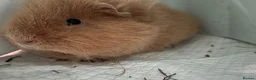 Guinea Pig rodents for sale: 2 boy guinea pigs to be sold together in Cramlington - Advert 3