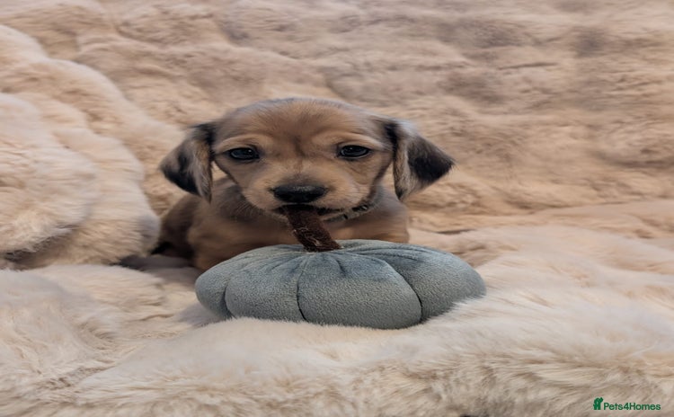 Miniature Dachshund dogs - Advert 14