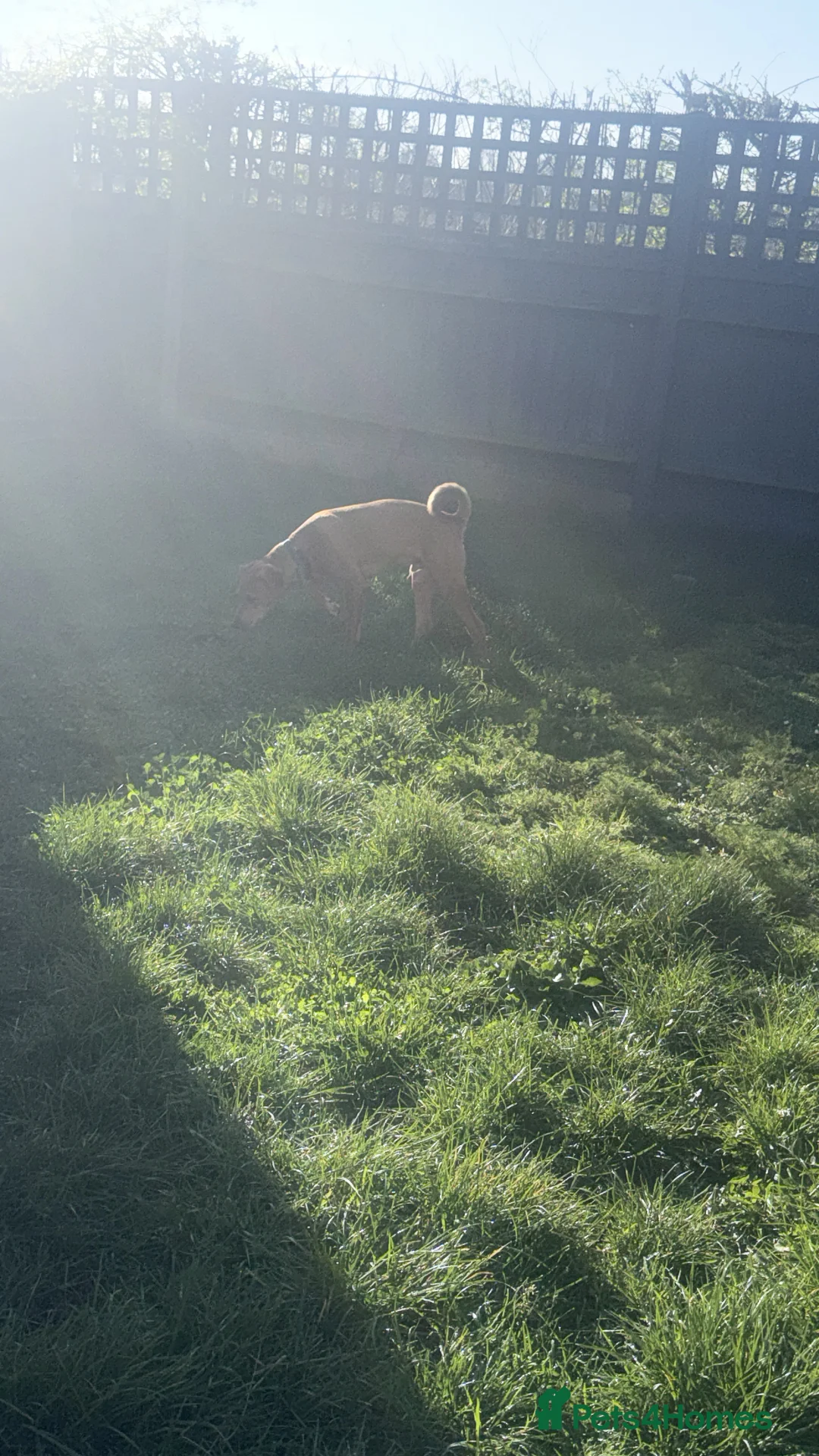 Saluki dogs for sale: 6 month old male saluki  in Bury Saint Edmunds - Advert 15