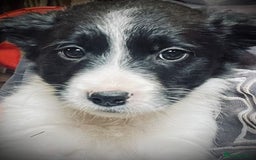 Mixed Breed dogs for sale: Collie x pups - Image 1