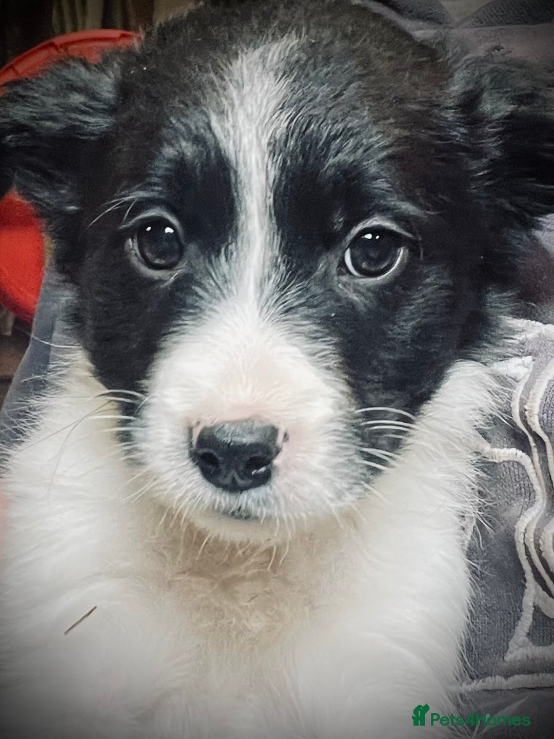 Mixed Breed dogs for sale: Collie x pups - Image 1