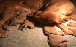 Labrador Retriever dogs for sale: FOX RED LABRADOR PUPPIES FOR SALE - Image 15
