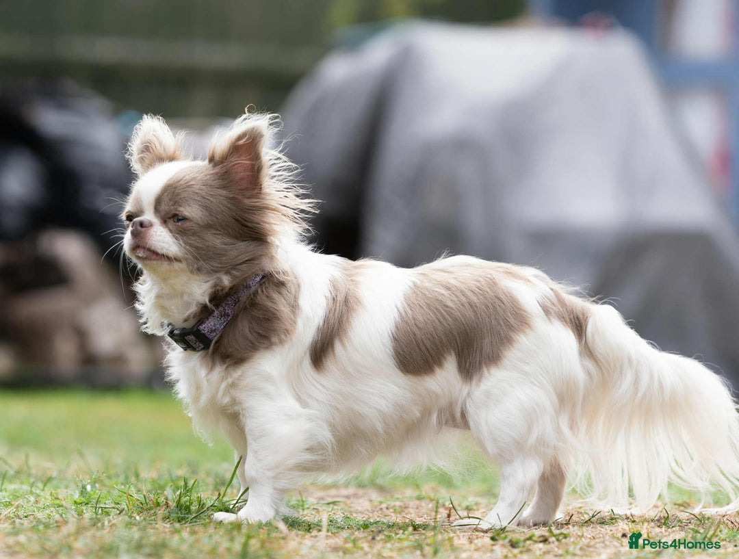 Chihuahua dogs for sale: Chihuahua - Image 6