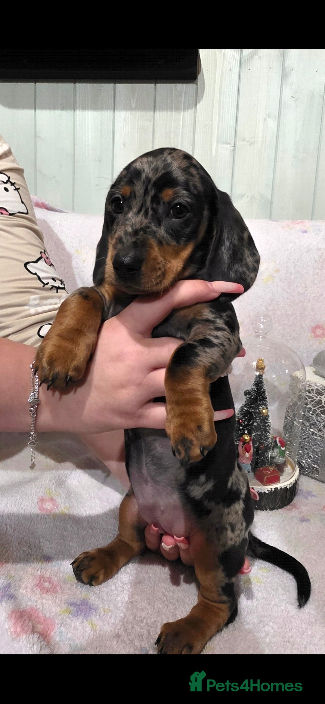 Dachshund dogs for sale: Beautifull puppies  - Advert 8