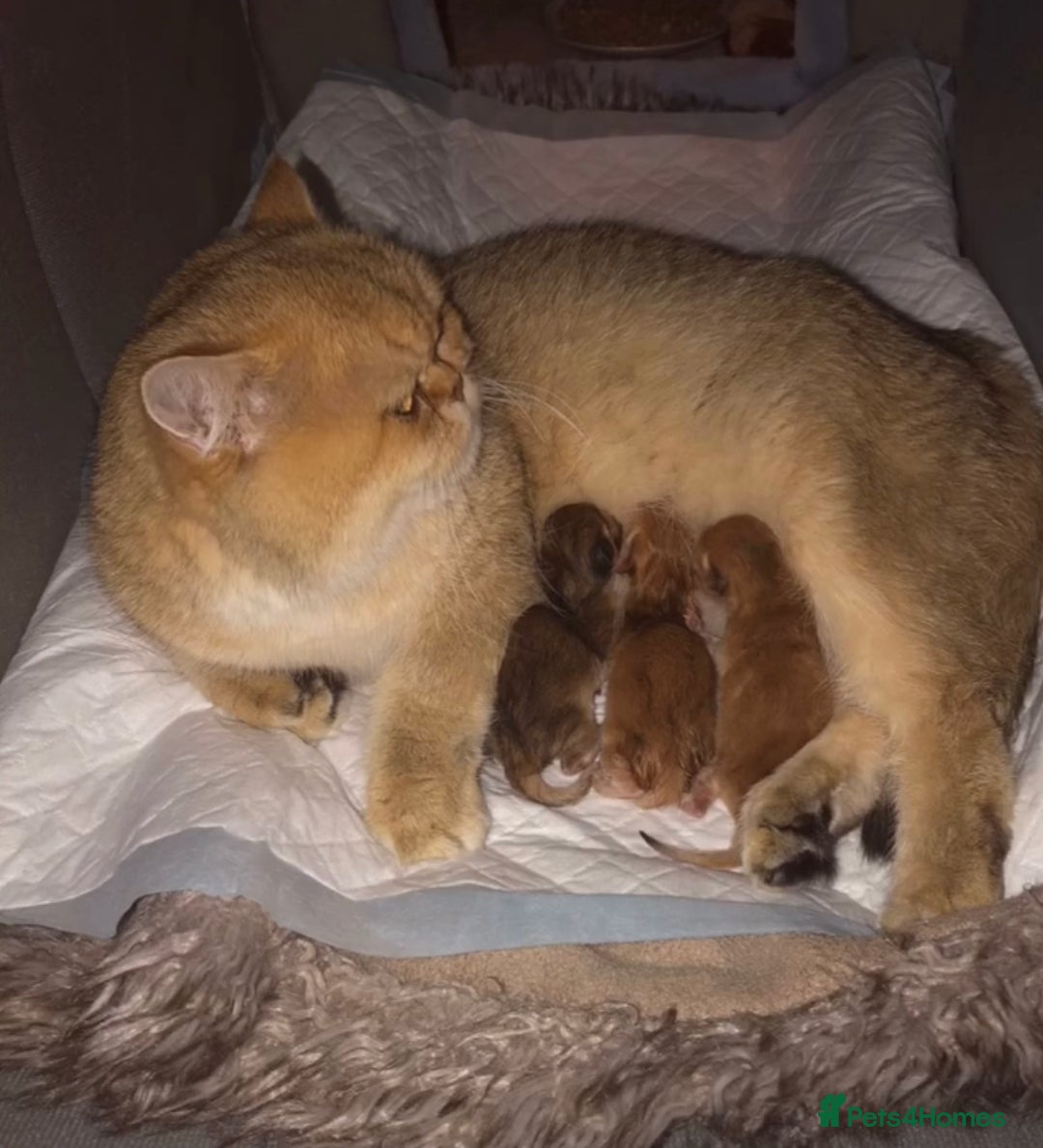 British Shorthair cats for sale: Show Quality Kittens - Image 2