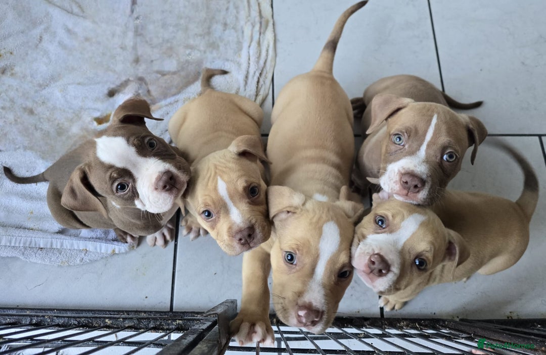 American Bully dogs for sale: Super chunky pocket bullies Ready to leave! - Image 1