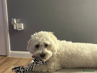 Bichon Frise dogs - Advert 23