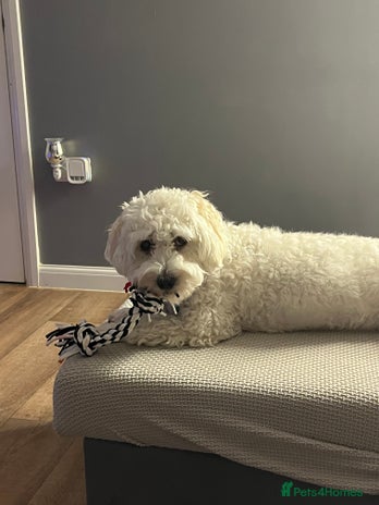 Bichon Frise dogs - Advert 1