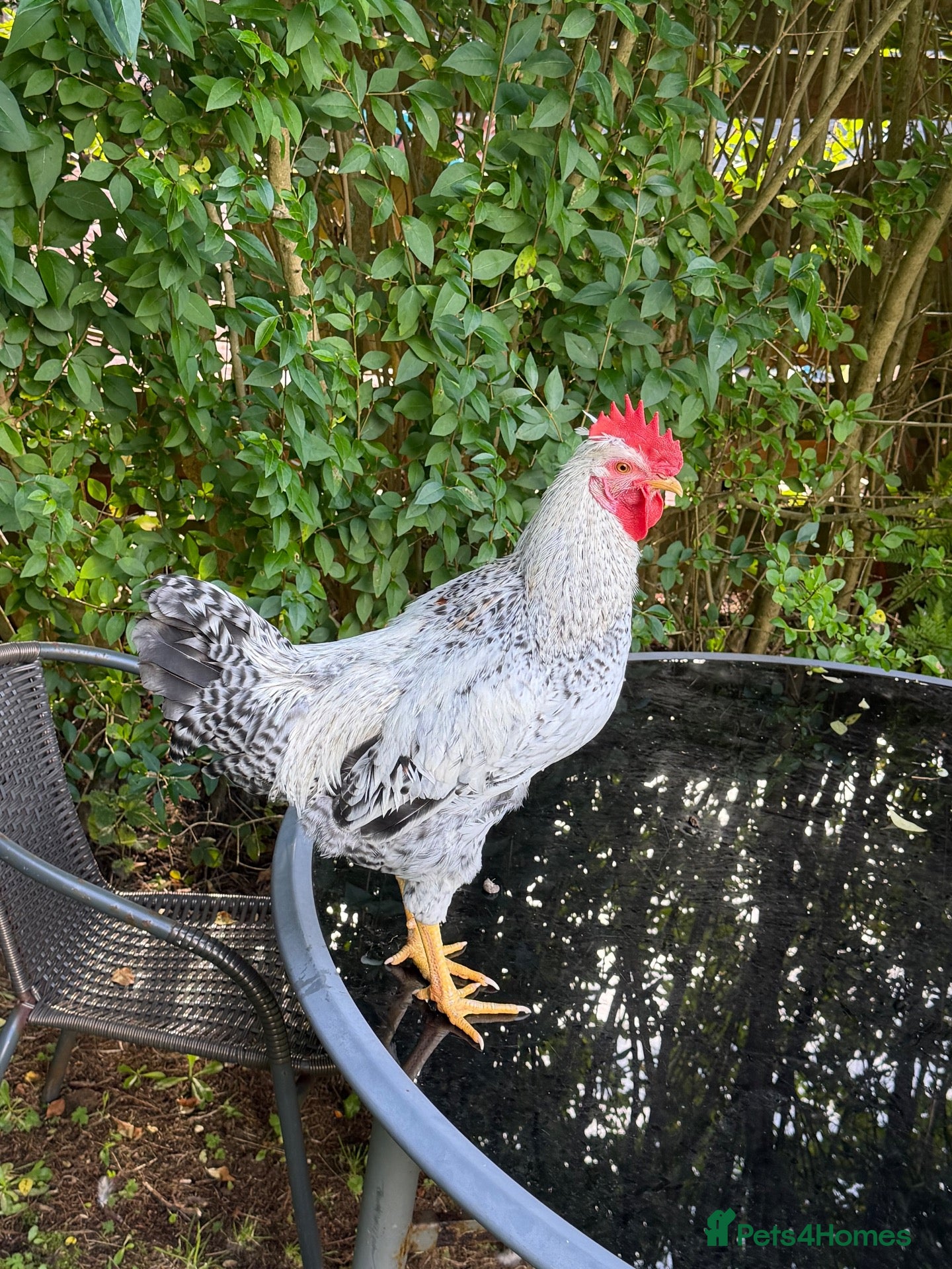 Chickens poultry Cream legbar rooster - Advert 1