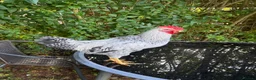 Chickens poultry for sale: Cream legbar rooster - Advert 1