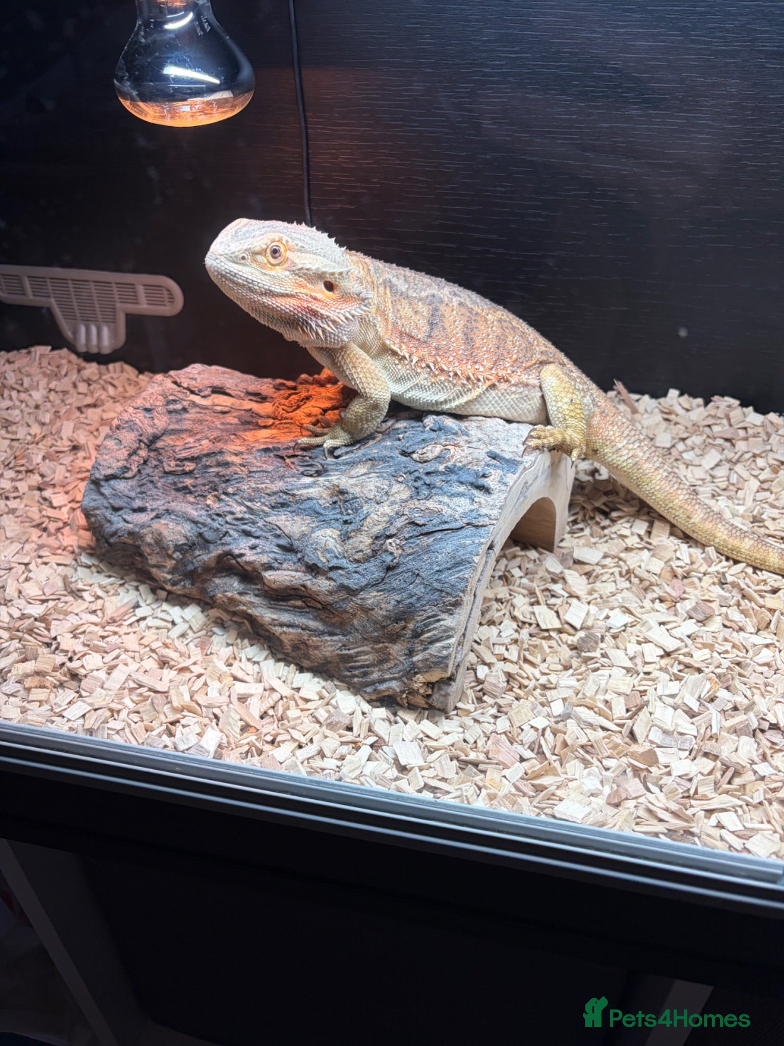 Bearded Dragon reptiles Mild mannered bearded dragon for sale  - Advert 2