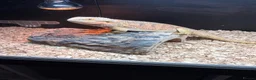 Bearded Dragon reptiles for sale: Mild mannered bearded dragon for sale  in Pontyclun - Advert 2