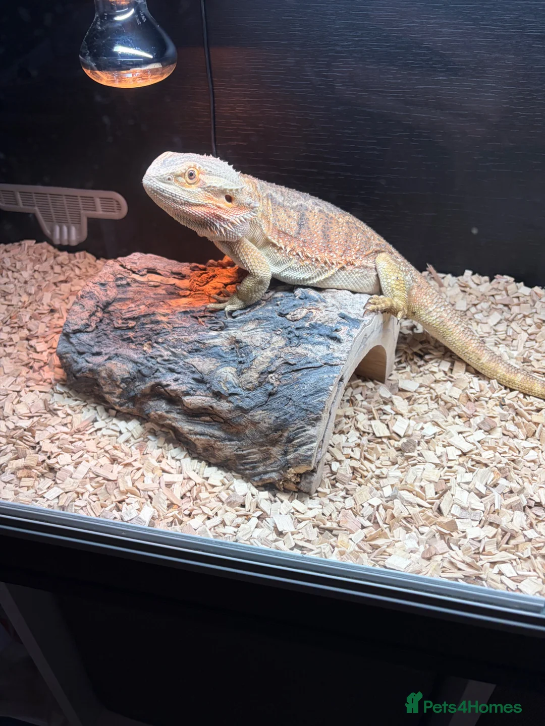 Bearded Dragon reptiles for sale: Mild mannered bearded dragon for sale  in Pontyclun - Advert 2