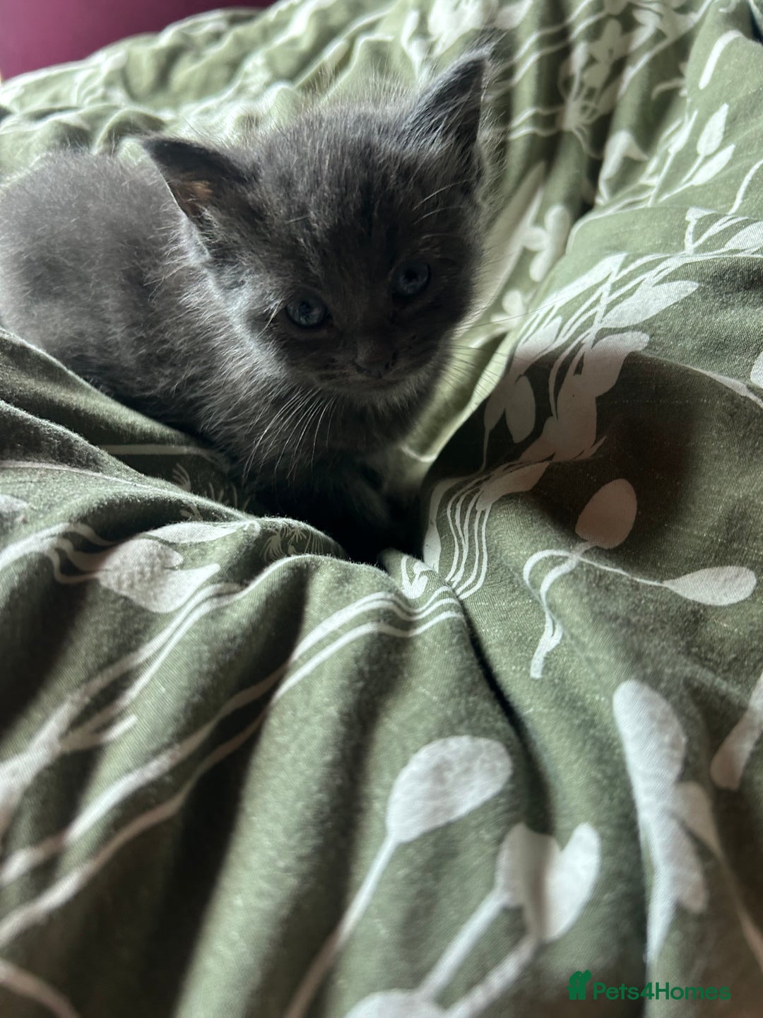 Mixed Breed cats for sale: 2 adorable 1/4 ragdoll kittens  - Image 7