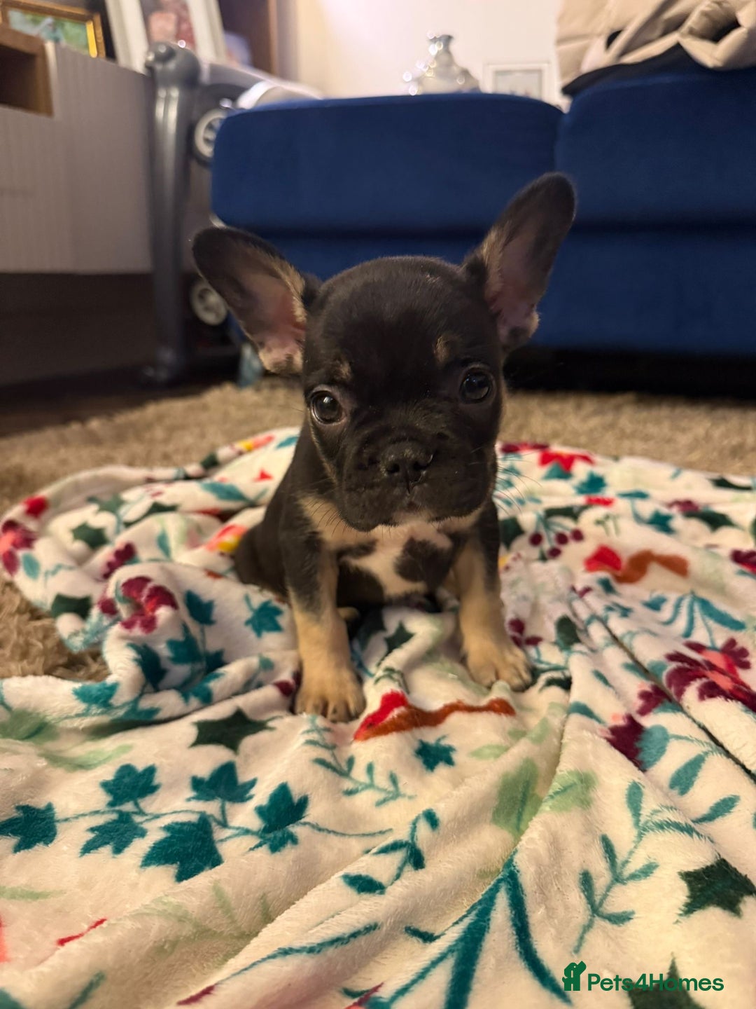 French Bulldog dogs for sale: French bulldog puppies  - Advert 11