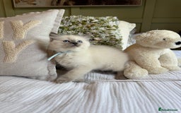 Ragdoll cats for sale: True to type, pure Ragdolls Kittesn - Image 17