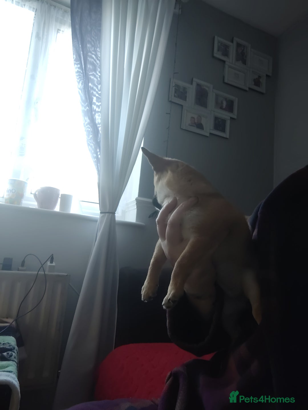 Pomchi dogs for sale: Pomchi girl phoebe  - Advert 6