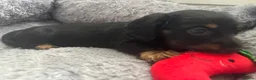 Dachshund dogs for sale: Miniature dashound - Advert 10